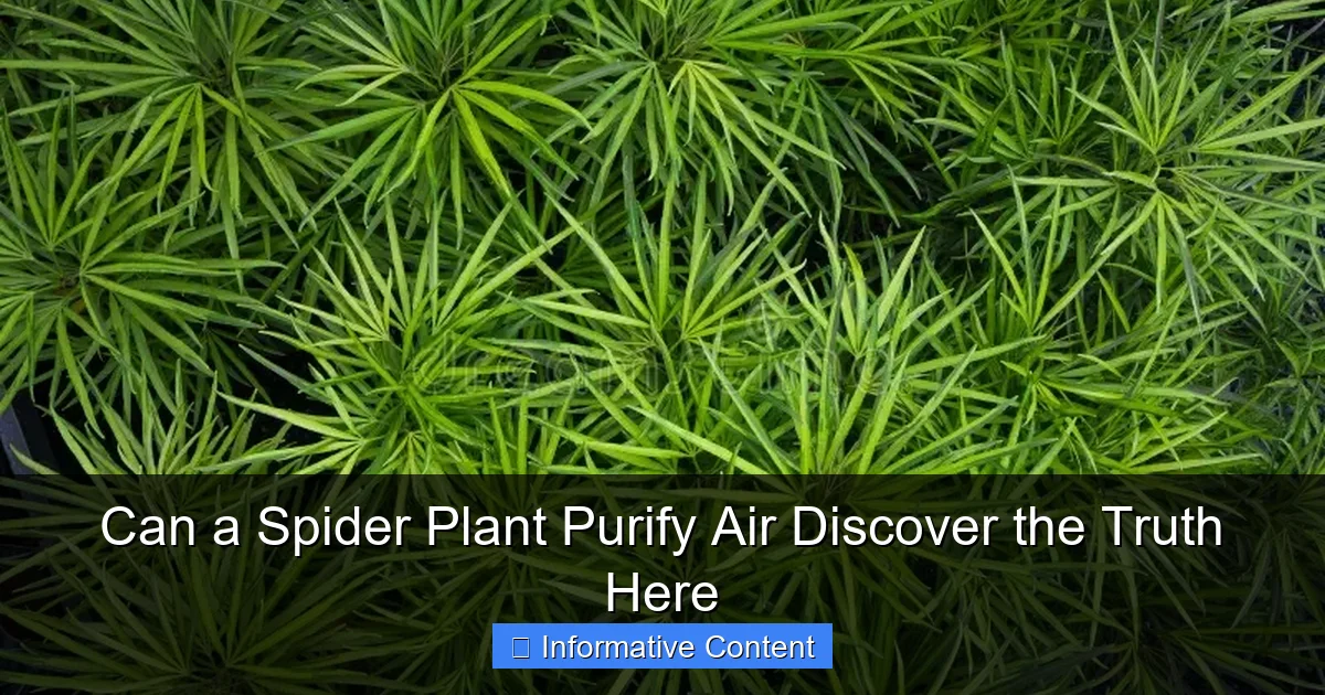 Can a Spider Plant Purify Air Discover the Truth Here