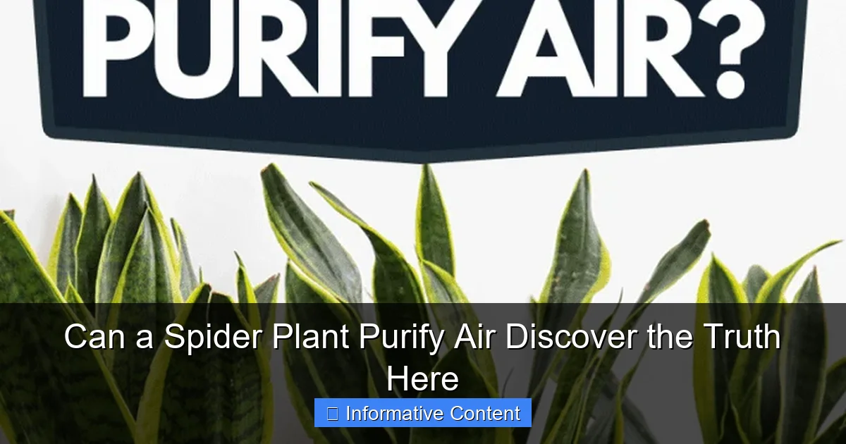 Can a Spider Plant Purify Air Discover the Truth Here