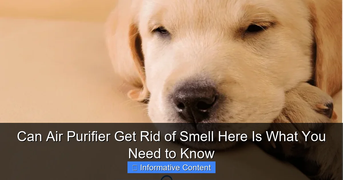 Can Air Purifier Get Rid of Smell Here Is What You Need to Know