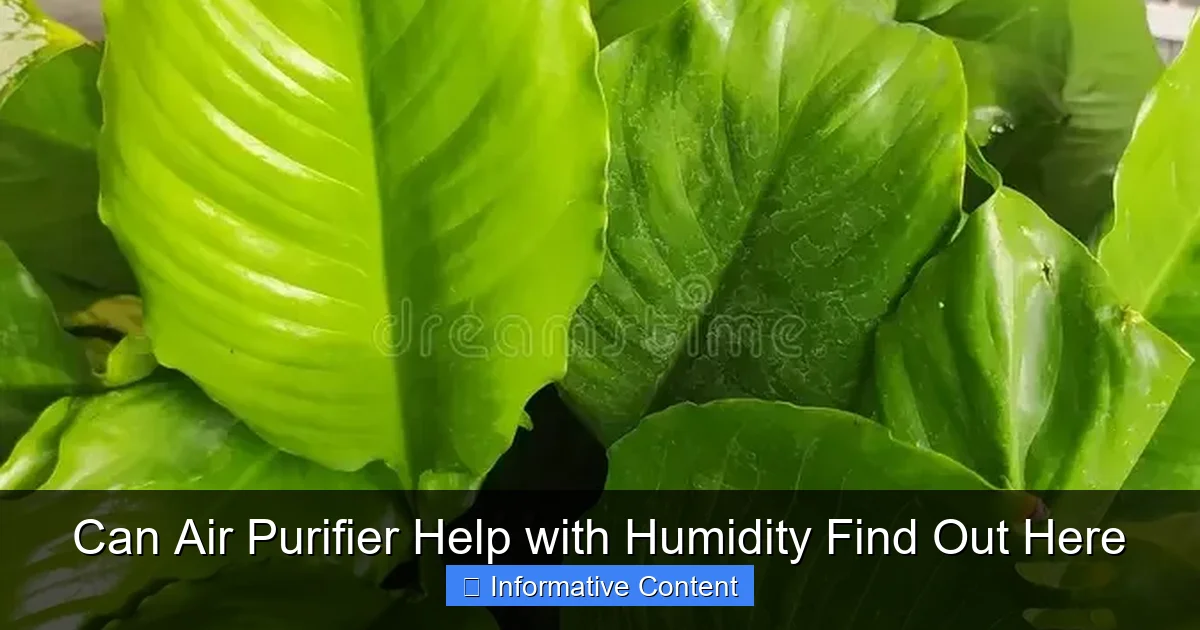 Can Air Purifier Help with Humidity Find Out Here