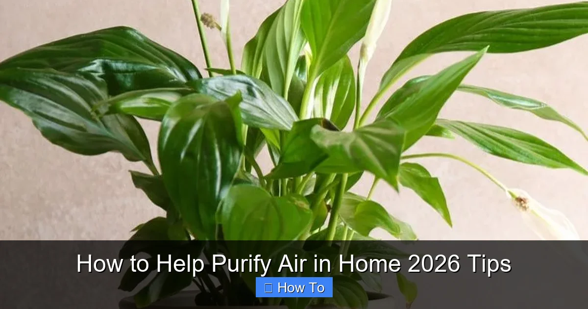 How to Help Purify Air in Home 2026 Tips