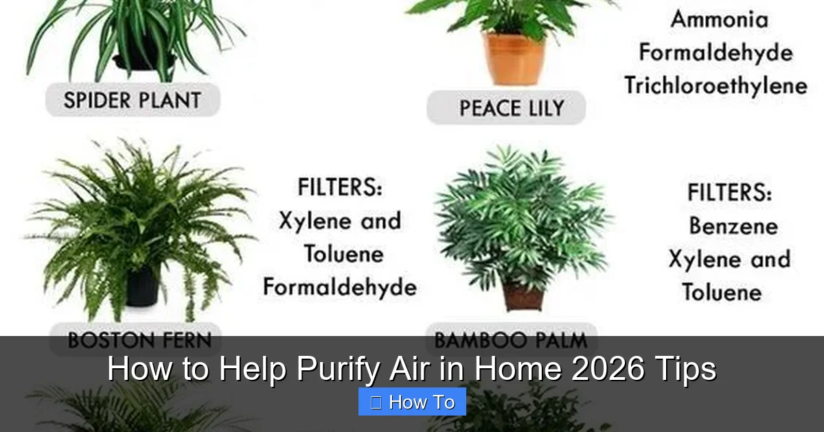 How to Help Purify Air in Home 2026 Tips